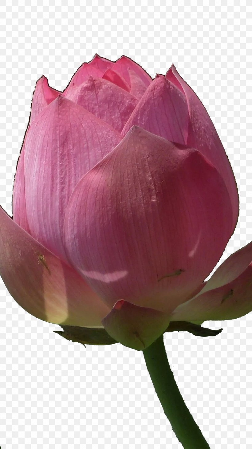 Centifolia Roses Garden Roses Bud, PNG, 1080x1920px, Centifolia Roses, Bud, Close Up, Cut Flowers, Flower Download Free