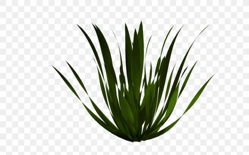 Flower Clip Art, PNG, 1024x639px, Flower, Agave, Agave Azul, Aloe, Aquarium Decor Download Free