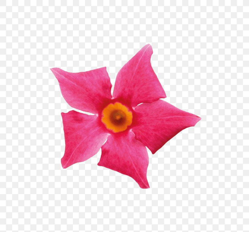 Petal Cut Flowers Pink M Flowering Plant, PNG, 600x765px, Petal, Cut Flowers, Flower, Flowering Plant, Herbaceous Plant Download Free