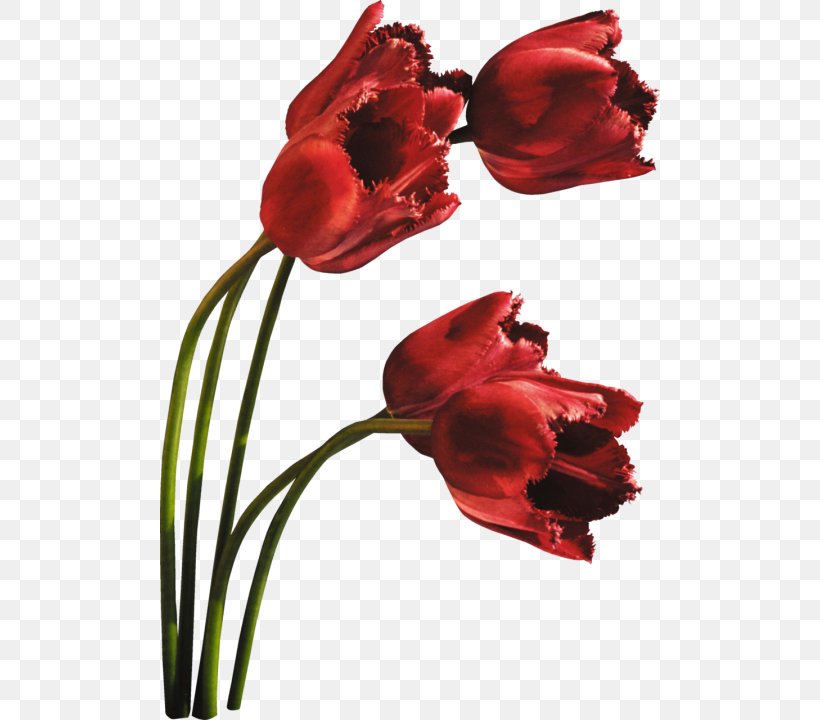 Tulip Cut Flowers Petal Plant Stem, PNG, 500x720px, Tulip, Cut Flowers, Daytime, Flower, Flowering Plant Download Free