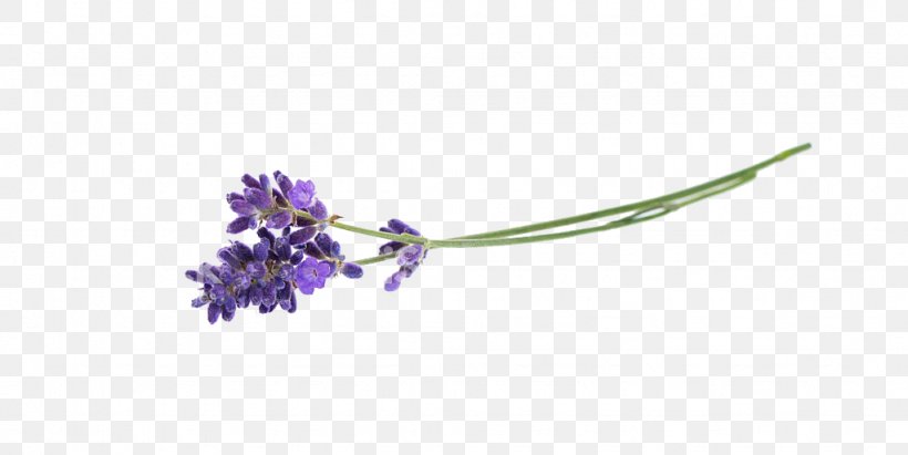 Lavender Flower Herb, PNG, 1024x514px, Lavender, Body Jewelry, Botanical Illustration, Botany, Flower Download Free