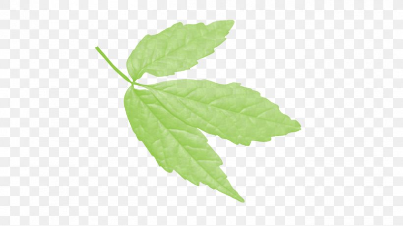 Leaf Deciduous Tree Green Sorbus Commixta, PNG, 1366x768px, Leaf, Autumn Leaf Color, Branch, Color, Deciduous Download Free