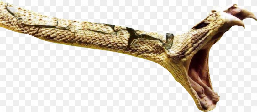 Venomous Snake Bird Mamushi Predation, PNG, 950x418px, Snake, Animal, Animal Figure, Bird, Body Jewelry Download Free