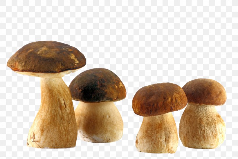 Boletus Edulis Edible Mushroom Fungus Common Mushroom, PNG, 1024x683px, Boletus Edulis, Agaricus Campestris, Bolete, Boletus, Cep Download Free
