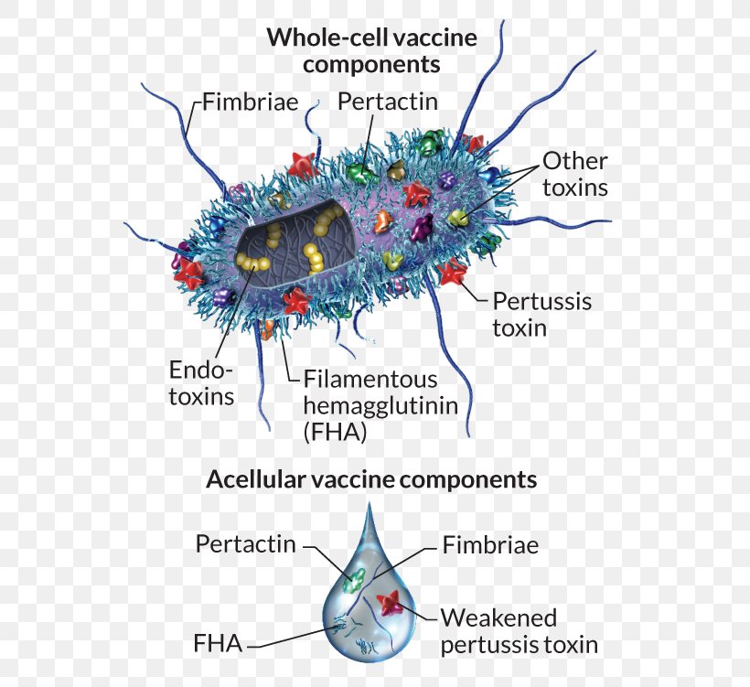 Bordetella Pertussis Pertussis Vaccine Endotoxin, PNG, 592x751px, Watercolor, Cartoon, Flower, Frame, Heart Download Free