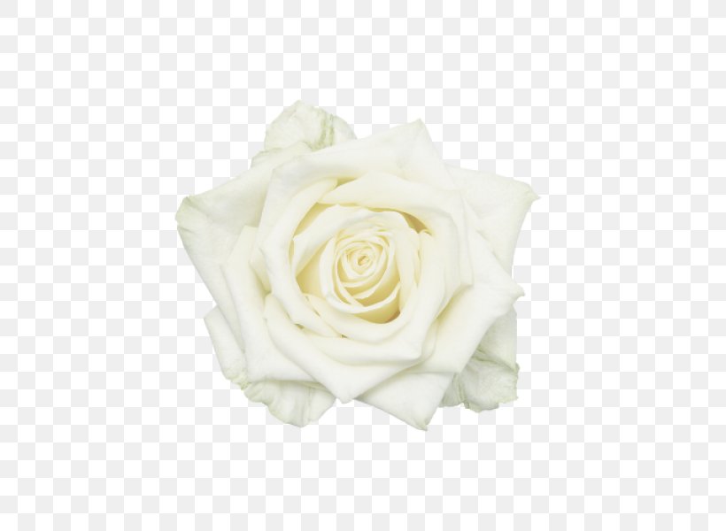 Garden Roses Cut Flowers White, PNG, 600x600px, Garden Roses, Botany, Cut Flowers, Floral Design, Flower Download Free