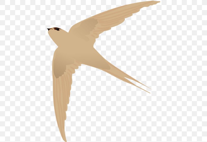 Bird Tugu Lawet Asian Palm Swift African Palm Swift Swifts, PNG, 450x562px, Bird, Beak, Blacknest Swiftlet, Borassus, Common Swift Download Free