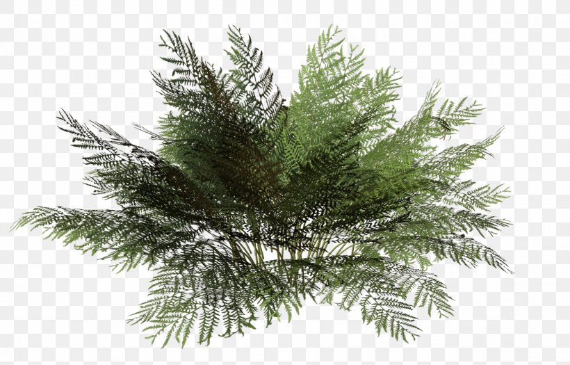 Tree Rendering Plant Shrub, PNG, 1379x883px, Tree, Alpha Compositing, Animation, Branch, Casuarina Download Free