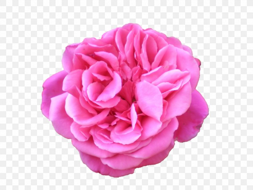 Belur Math Flower Preservation Garden Roses Centifolia Roses, PNG, 1500x1125px, Belur Math, Artificial Flower, Carnation, Centifolia Roses, Cut Flowers Download Free