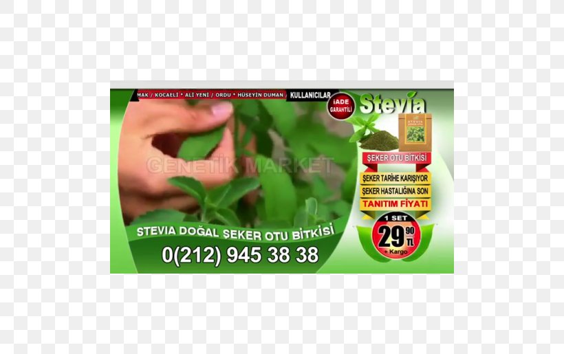Candyleaf Stevia Plant Sugar Health, PNG, 500x515px, Candyleaf, Advertising, B Symptoms, Brand, Candy Download Free