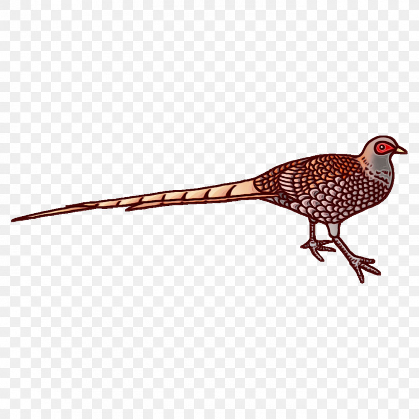 Feather, PNG, 1400x1400px, Watercolor, Beak, Birds, Cartoon, Drawing Download Free