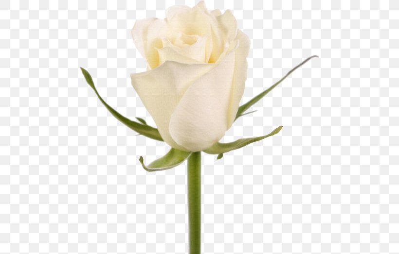 Garden Roses Cut Flowers White Plant Stem, PNG, 500x523px, Garden Roses, Artificial Flower, Bud, Color, Cut Flowers Download Free