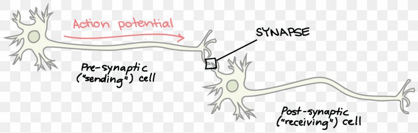 Neurotransmitter Synapse Neuron Brain Axon Terminal, PNG, 1447x461px, Watercolor, Cartoon, Flower, Frame, Heart Download Free