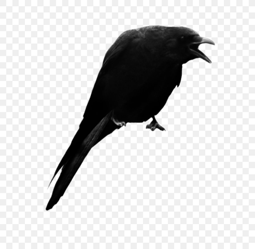 American Crow New Caledonian Crow, PNG, 600x800px, American Crow, Beak, Bird, Bit, Black And White Download Free