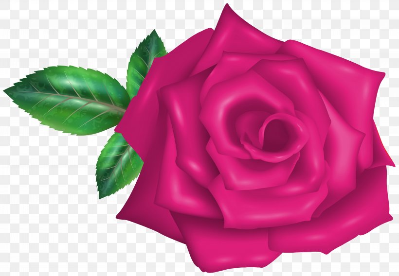 Garden Roses Cabbage Rose Clip Art Image, PNG, 8000x5543px, Garden Roses, Cabbage Rose, China Rose, Cut Flowers, Floribunda Download Free