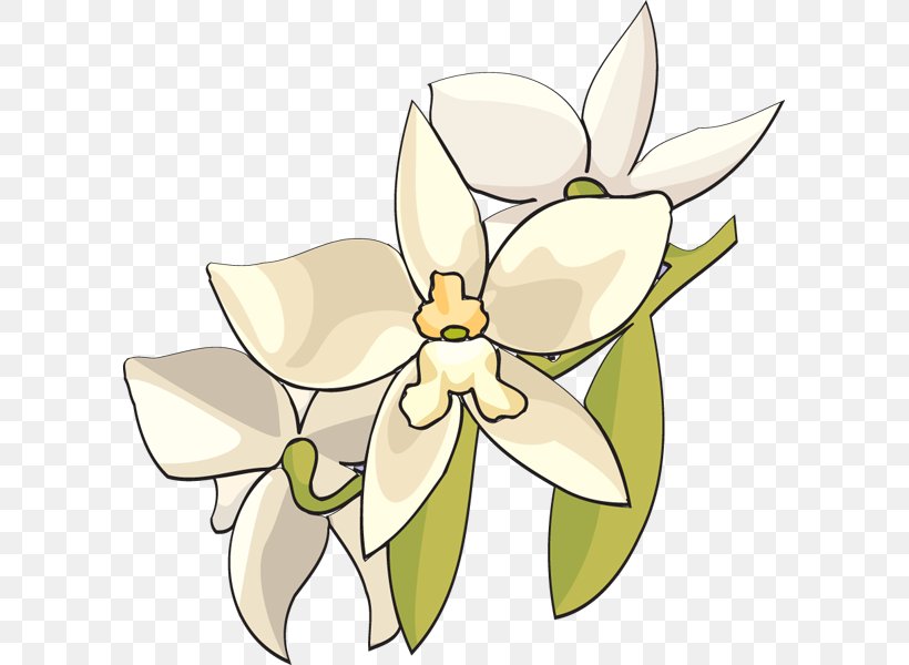 Orchids Flower Lilium Clip Art, PNG, 597x600px, Orchids, Artwork, Blog, Cattleya Orchids, Computer Download Free