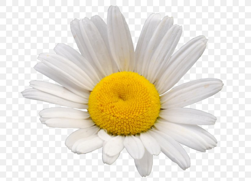 Roman Chamomile Oxeye Daisy Chrysanthemum Mayweed, PNG, 699x591px, Chamomile, Chamaemelum Nobile, Chamomiles, Chrysanthemum, Chrysanths Download Free