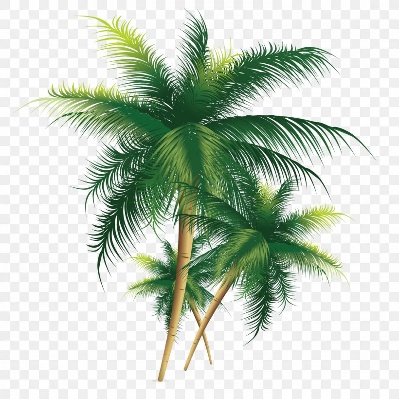 Coconut Tree, PNG, 1500x1501px, Coconut, Animation, Arecales, Borassus Flabellifer, Date Palm Download Free