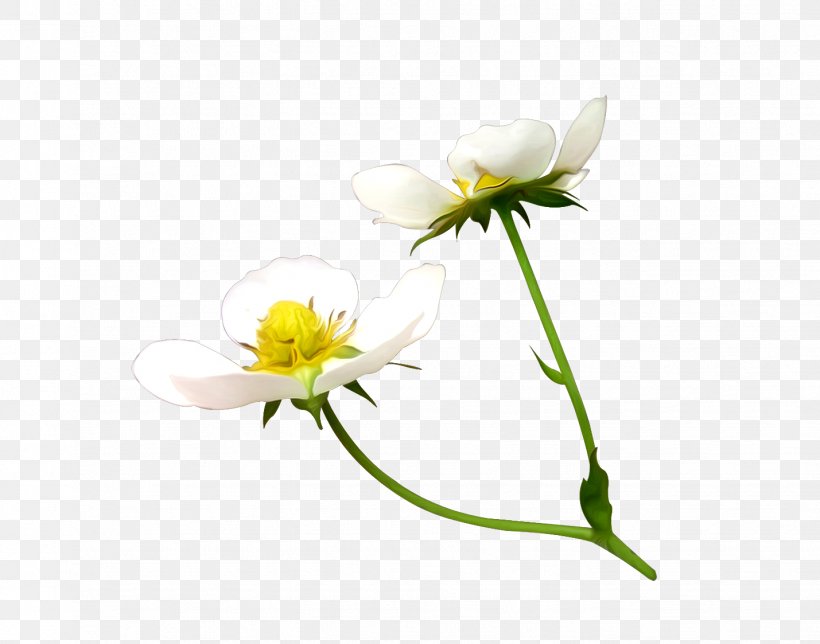 Cut Flowers Yellow Plant Stem Plants, PNG, 1429x1123px, Flower, Anemone, Blog, Botany, Camomile Download Free