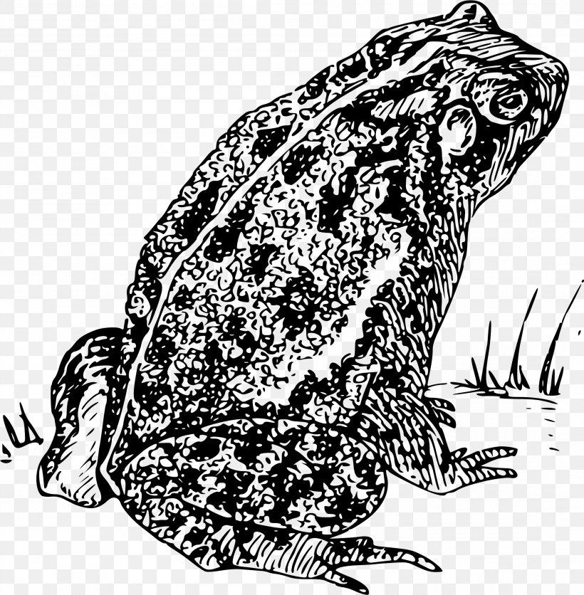 Frog Cartoon, PNG, 2204x2249px, Frog, American Toad, Amphibians, Anaxyrus, Blackandwhite Download Free