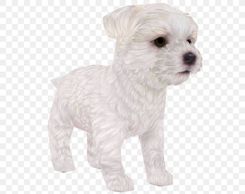 Maltese Dog Schnoodle West Highland White Terrier Puppy Dog Breed, PNG, 750x650px, Maltese Dog, Bichon, Bichon Frise, Breed, Carnivoran Download Free