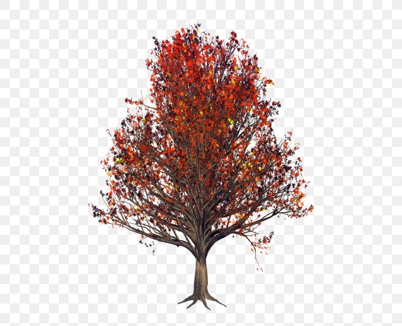 Orange, PNG, 500x666px, Tree, Autumn, Branch, Deciduous, Leaf Download Free
