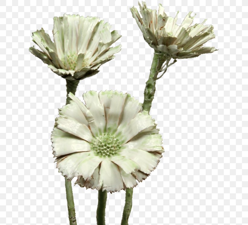 Sugarbushes Cut Flowers Protea Compacta Trockenblume, PNG, 630x745px, Sugarbushes, Cone Cell, Cut Flowers, Flower, Flowering Plant Download Free