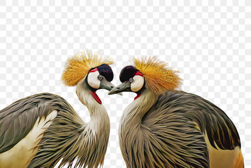 Bird Beak Crane-like Bird Wildlife Wing, PNG, 2444x1636px, Bird, Beak, Crane, Cranelike Bird, Wildlife Download Free