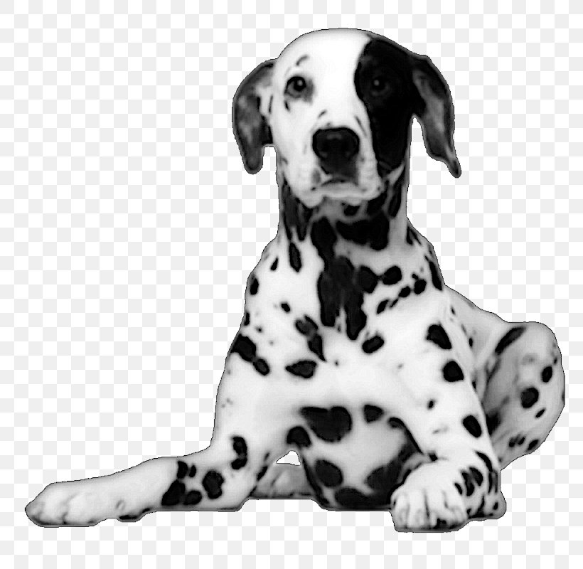 Dalmatian Dog Puppy, PNG, 800x800px, Dalmatian Dog, Black And White, Carnivoran, Companion Dog, Dalmatian Download Free