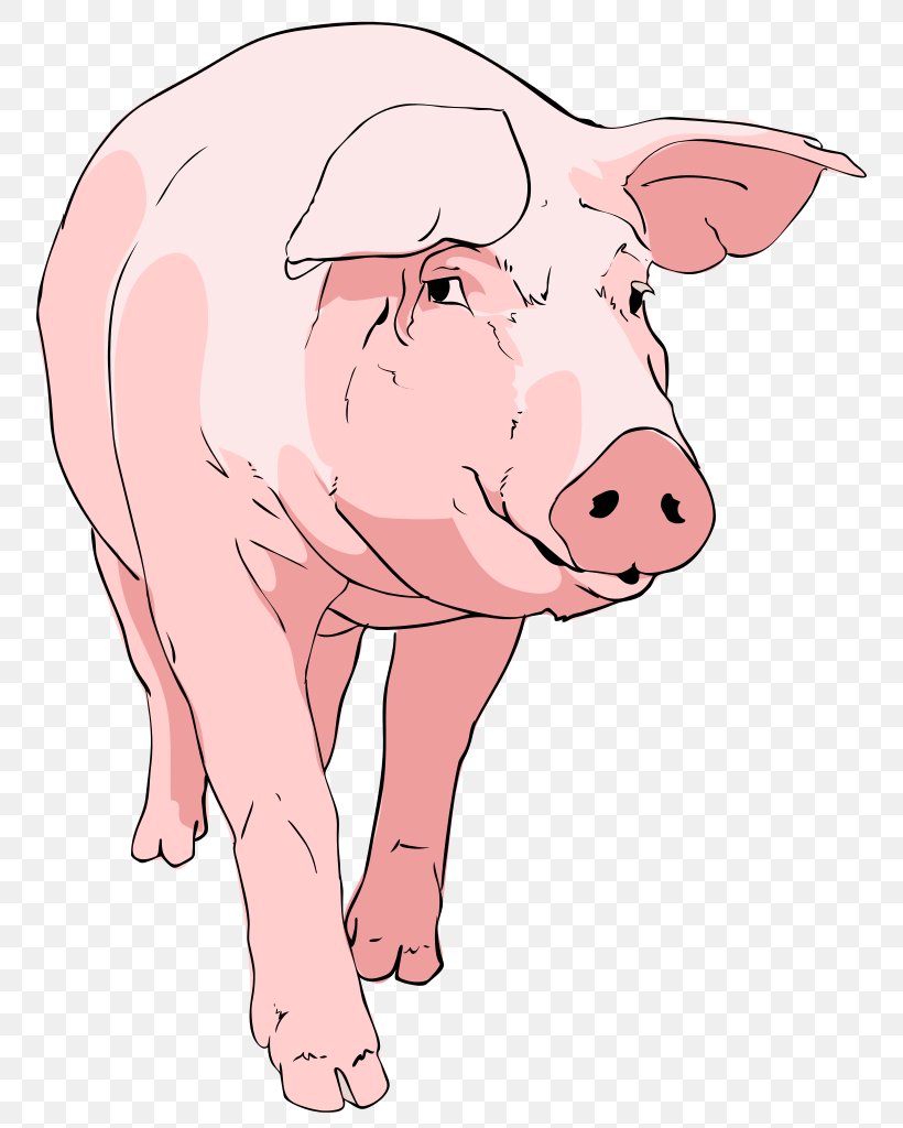 Domestic Pig Drawing Clip Art, PNG, 779x1024px, Domestic Pig, Animal Figure, Cartoon, Drawing, Free Content Download Free