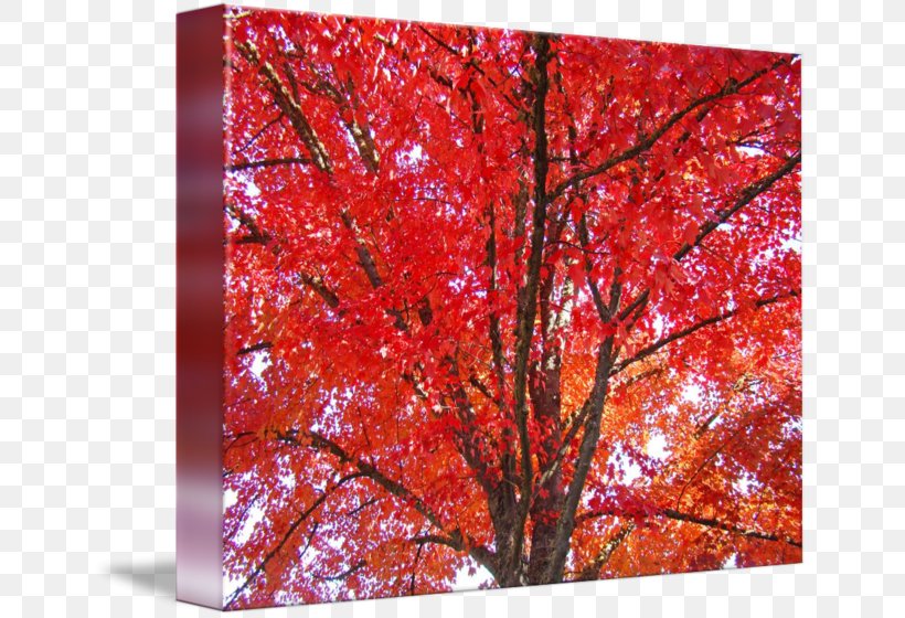 Maple Leaf Tree Autumn, PNG, 650x560px, Maple Leaf, Art, Autumn, Branch, Canvas Download Free