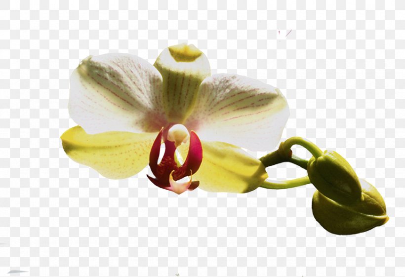 Moth Orchids Flower Clip Art, PNG, 870x596px, Moth Orchids, Author, Blog, Category Of Being, Close Up Download Free