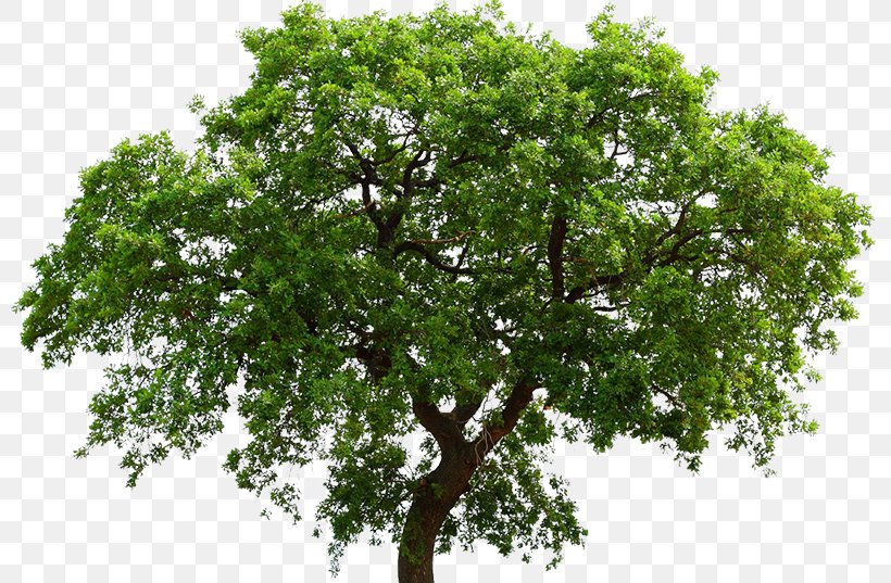 Oak Tree Maple Liriodendron Tulipifera Ceratocystis Fagacearum, PNG, 800x537px, Oak, Arecaceae, Branch, Ceratocystis Fagacearum, Liriodendron Tulipifera Download Free