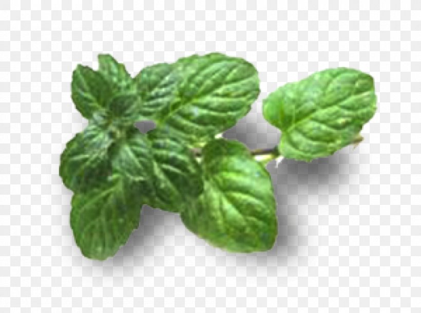 Pennyroyal Mentha Spicata Tea Herb Infusion, PNG, 1000x746px, Pennyroyal, Basil, Carminative, Food, Herb Download Free