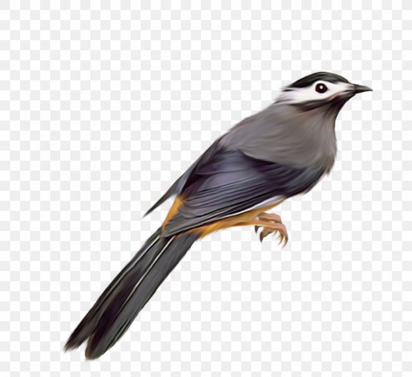 Bird Common Starling Clip Art, PNG, 1024x938px, Bird, Beak, Common Starling, Cuculiformes, Emberizidae Download Free