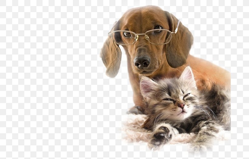 Dog–cat Relationship Kitten Puppy Finnish Spitz, PNG, 700x525px, Cat, Animal, Carnivoran, Cat Like Mammal, Cats Dogs Download Free