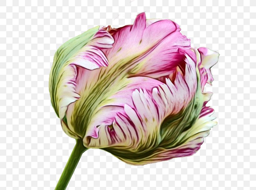 Drawing Image Watercolor Painting Flower Design, PNG, 640x610px, Drawing, Botany, Bud, Cut Flowers, Flower Download Free