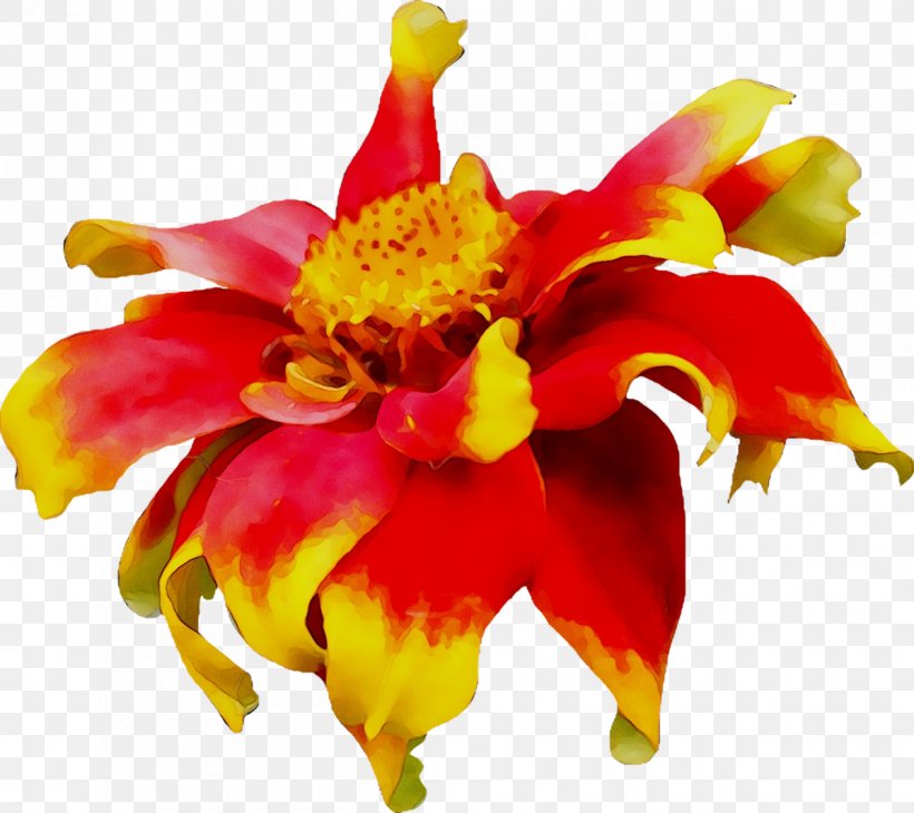 Floral Design Alstroemeriaceae Cut Flowers Canna, PNG, 1198x1067px, Floral Design, Alstroemeriaceae, Artificial Flower, Canna, Cut Flowers Download Free