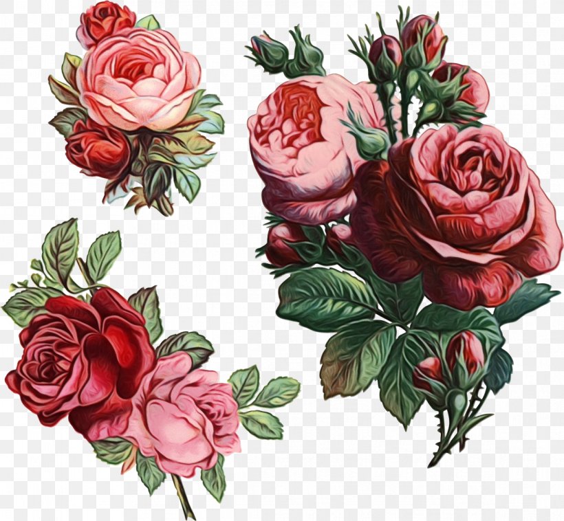 Garden Roses, PNG, 1168x1080px, Watercolor, Cut Flowers, Floribunda, Flower, Garden Roses Download Free