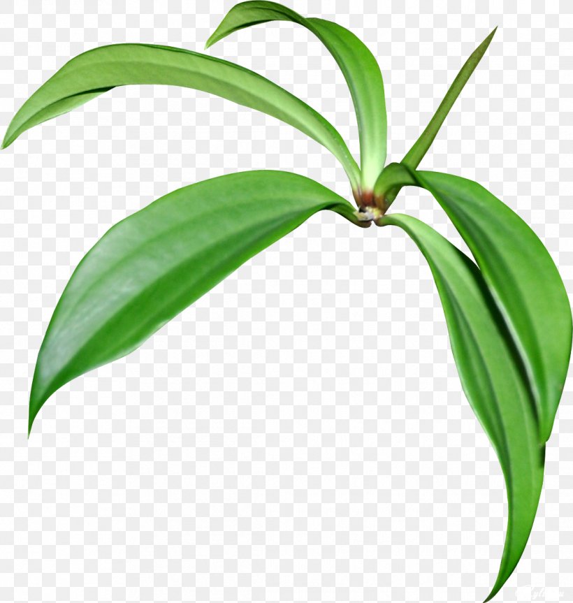 Houseplant Leaf Tree Flower, PNG, 1139x1200px, Plant, Flower, Grass, Houseplant, Leaf Download Free