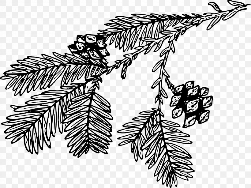 Line Art Tree Drawing Redwoods, PNG, 2400x1798px, Line Art, Black And White, Branch, Cartoon, Coast Redwood Download Free