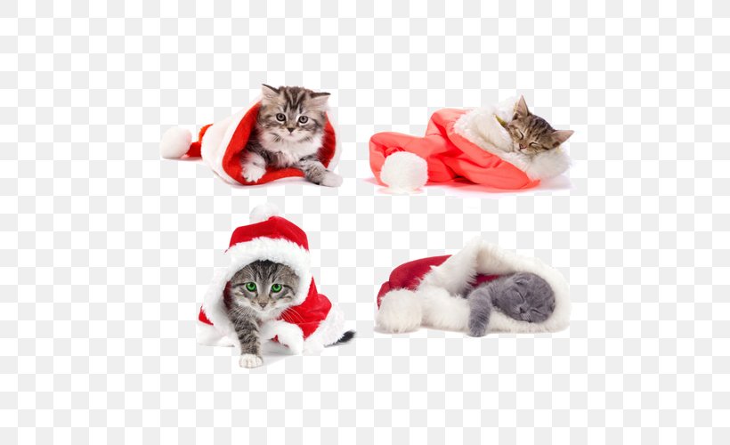 Siamese Cat Kitten Santa Claus Christmas Wallpaper, PNG, 500x500px, Siamese Cat, Cat, Cat Like Mammal, Cats Dogs, Christmas Download Free