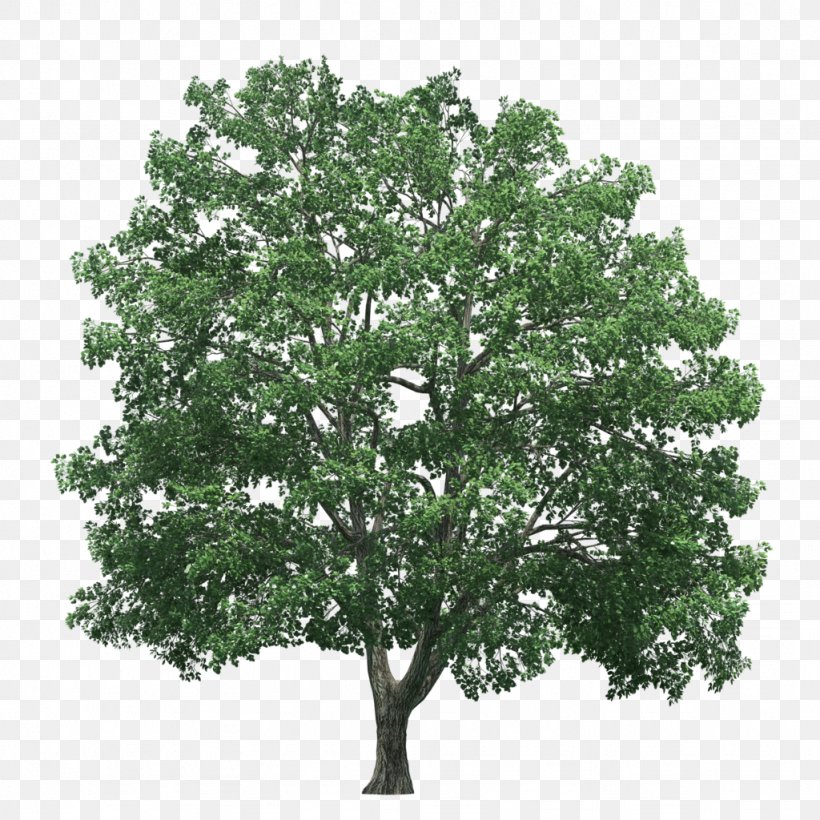 Tree Rendering, PNG, 1024x1024px, Tree, Branch, Computer Software, Copying, Editing Download Free