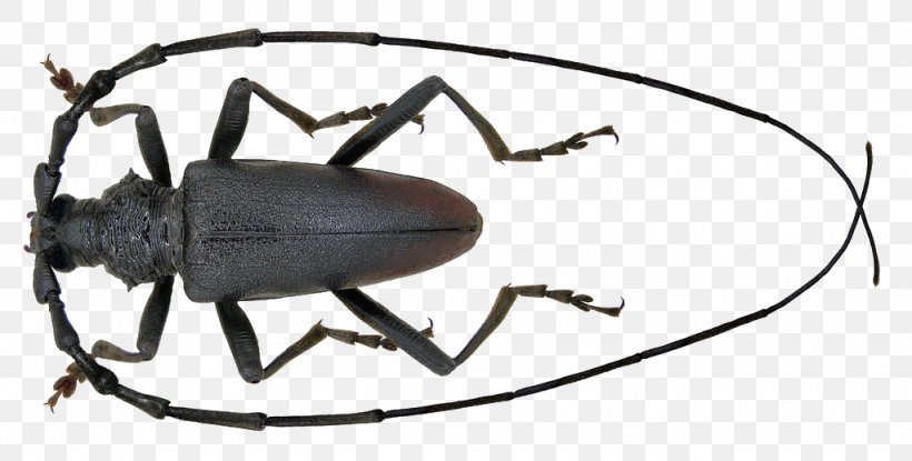 Longhorn Beetle Cerambyx Cerdo Cerambyx Scopolii Oak, PNG, 1024x519px, Beetle, Arthropod, Auto Part, Cerambyx, Cerambyx Cerdo Download Free