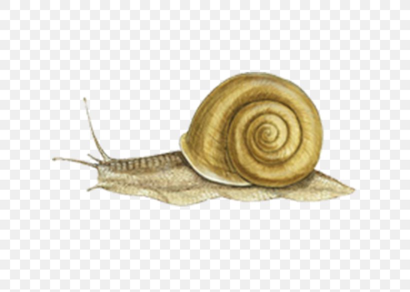 Pond Snails Ostreoida Slug Stock Photography, PNG, 708x585px, Pond Snails, Alamy, Animal, Crassostrea, Eastern Oyster Download Free