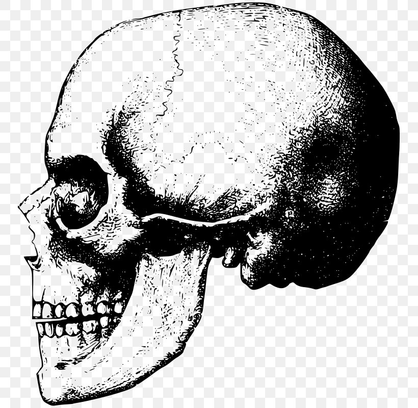 Skull Bone Skeleton Clip Art, PNG, 758x800px, Skull, Black And White, Bone, Brush, Drawing Download Free