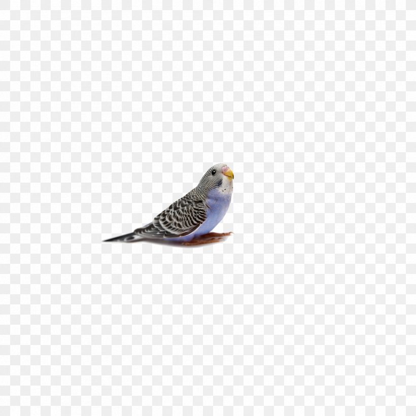 Bird True Parrot Budgerigar, PNG, 1772x1772px, Bird, Beak, Budgerigar, Fauna, Feather Download Free