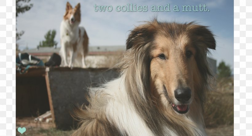 Rough Collie Borzoi Silken Windhound Italian Greyhound Afghan Hound, PNG, 1040x560px, Rough Collie, Afghan Hound, Borzoi, Breed, Collie Download Free