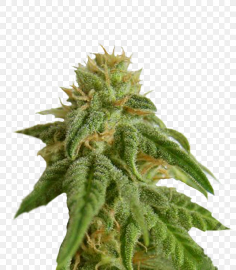 Seed Bank Autoflowering Cannabis Seed Company, PNG, 1400x1600px, Seed, Autoflowering Cannabis, Cannabis, Cannabis Cultivation, Cannabis Ruderalis Download Free