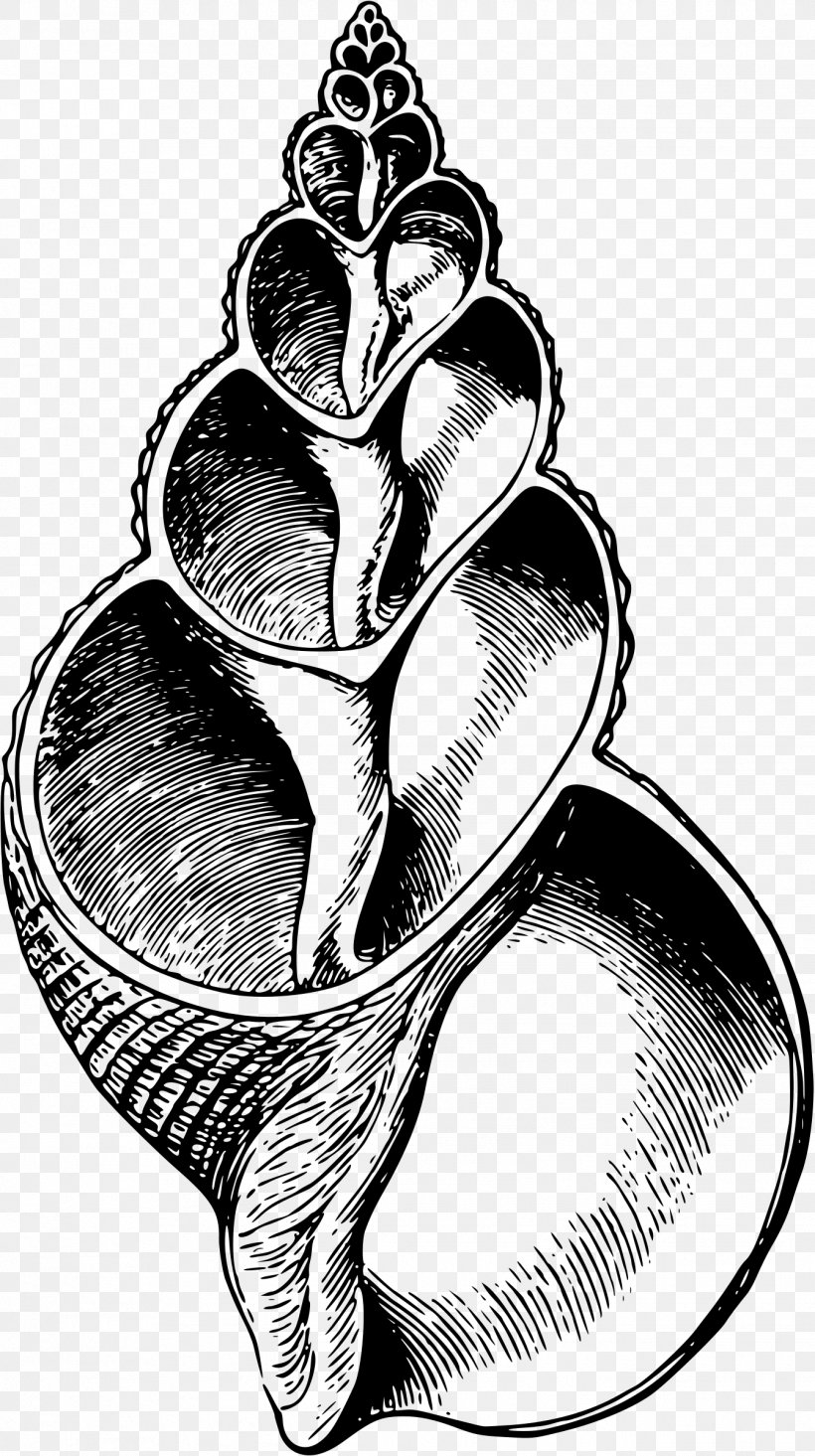 Gastropods Seashell Snail Clip Art, PNG, 1343x2400px, Watercolor, Cartoon, Flower, Frame, Heart Download Free